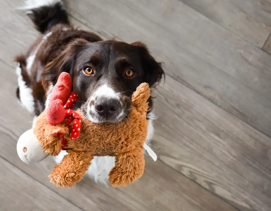 #7 - The Ritual Toy-Gathering Starts (Image Credits: Unsplash)