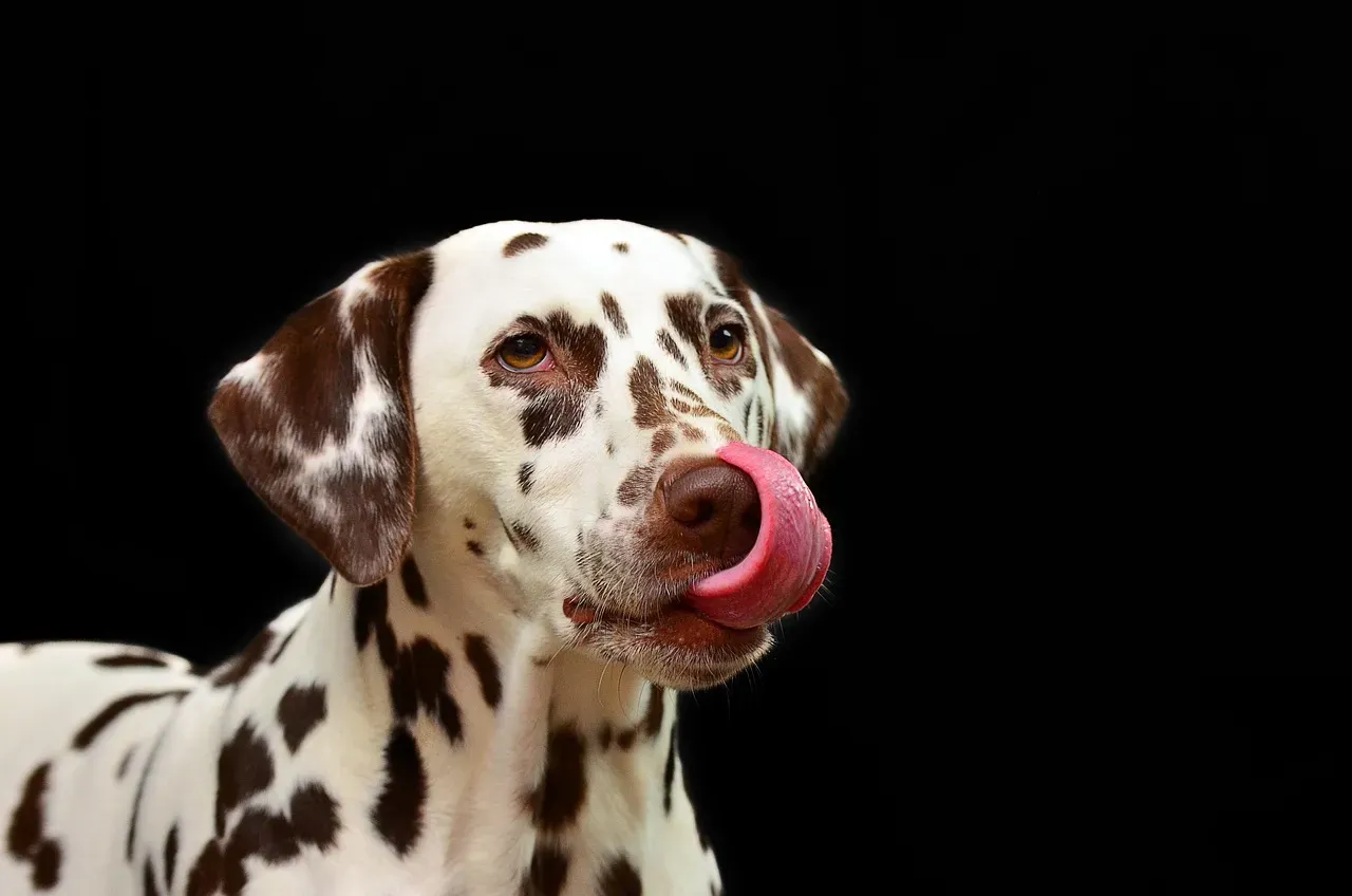 8. Gentle Licks and “Kisses” (Image Credits: Pixabay)