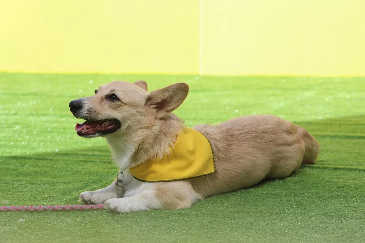 2. Easy (Image Credits: Pixabay)