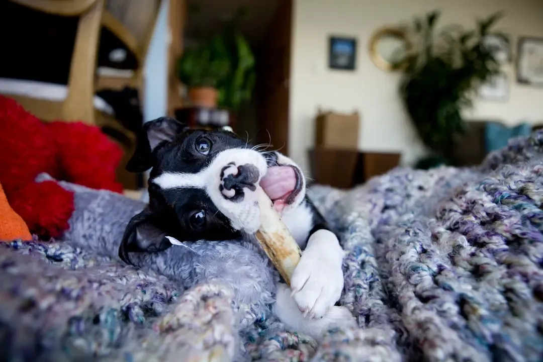 #3 - Turning Biting Into a Game (Image Credits: Unsplash)
