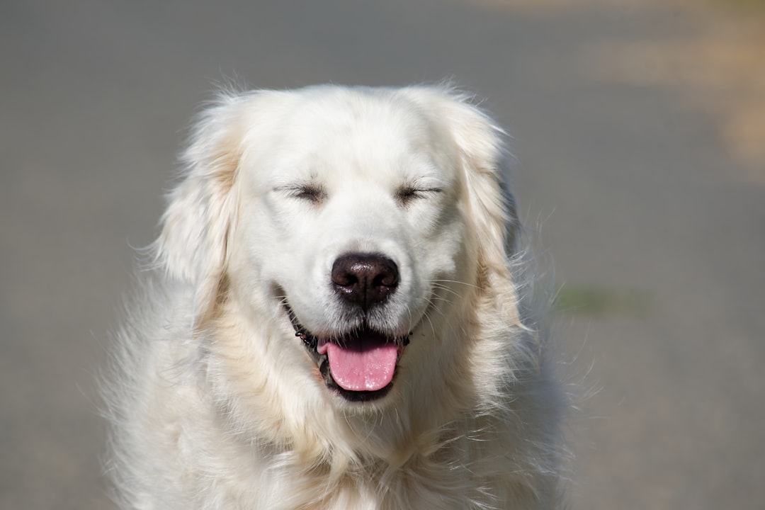 The Science Behind Canine Emotions (Image Credits: Unsplash)