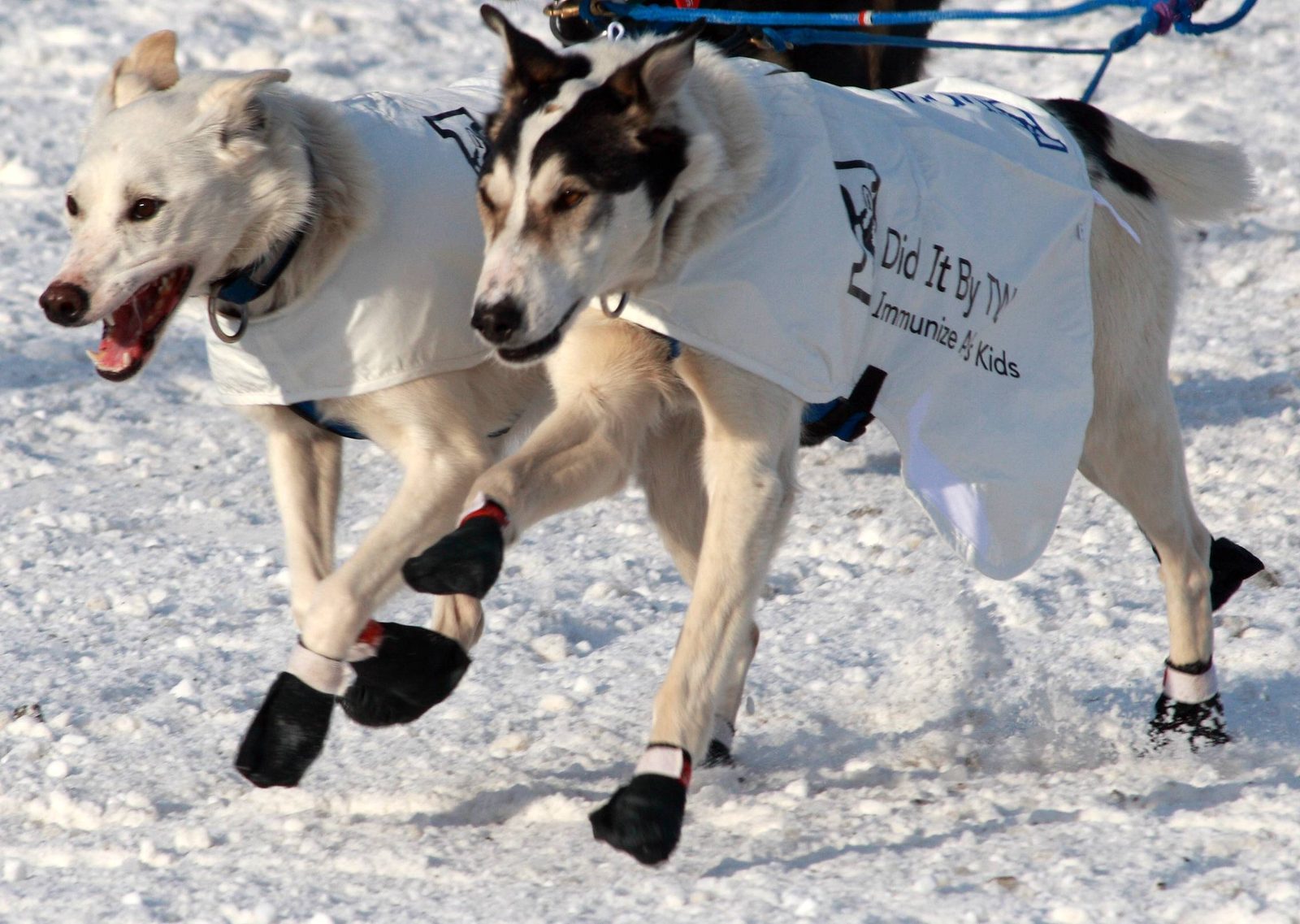 Consider Dog Booties for Extra Protection (Image Credits: Wikimedia)