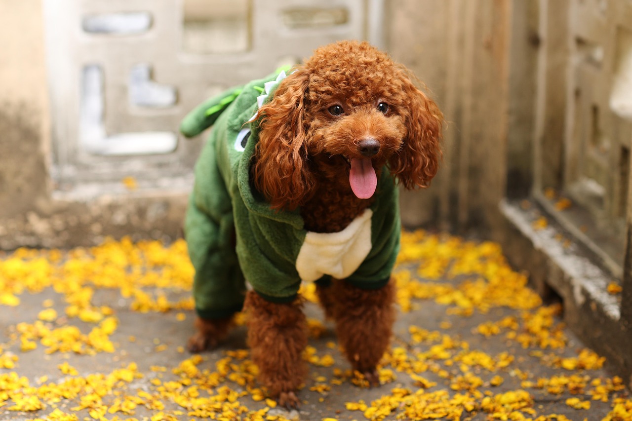 Toy Poodle: The Brainy Pocket Rocket (Image Credits: Pixabay)