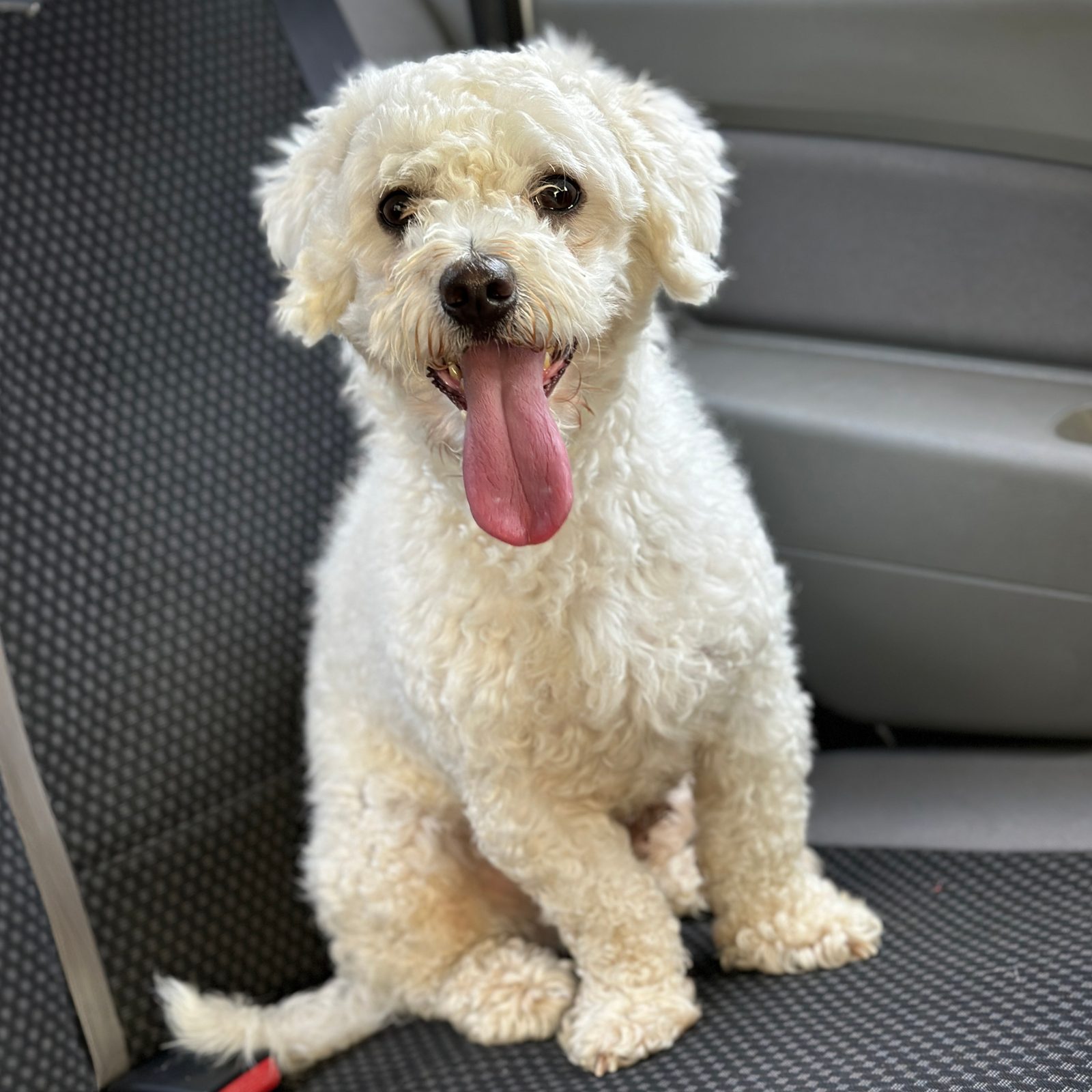 Bichon Frise: The Fluffy Happiness Machine (Image Credits: Wikimedia)