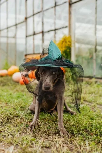 #13 Nigeria: Dogs as Witchcraft Tools and Truth‑Tellers (Image Credits: Pexels)