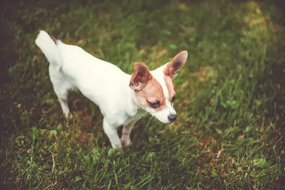 9. They’re Saving Their Mark for a Spot They Like Better (Image Credits: Pexels)