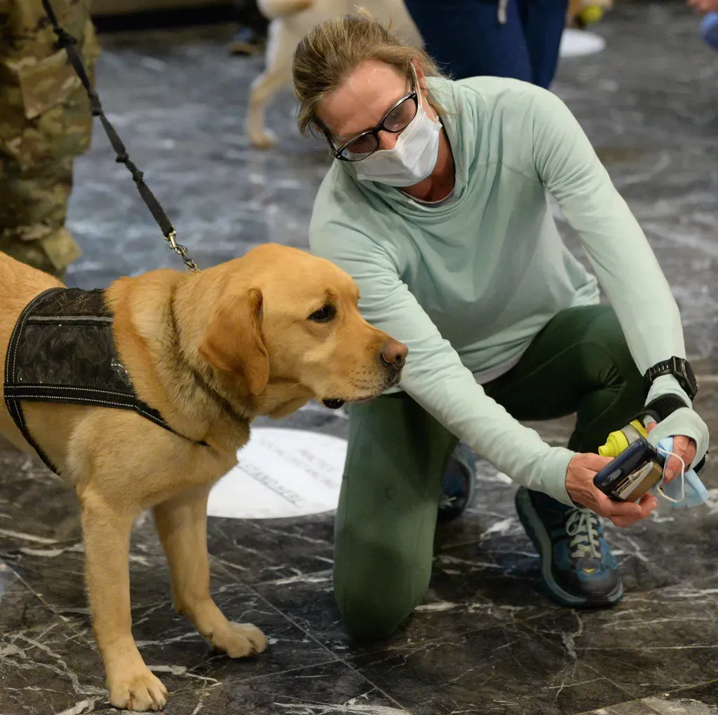 When the Nose Saves Lives: Dogs as Medical Detectors (Image Credits: Flickr)