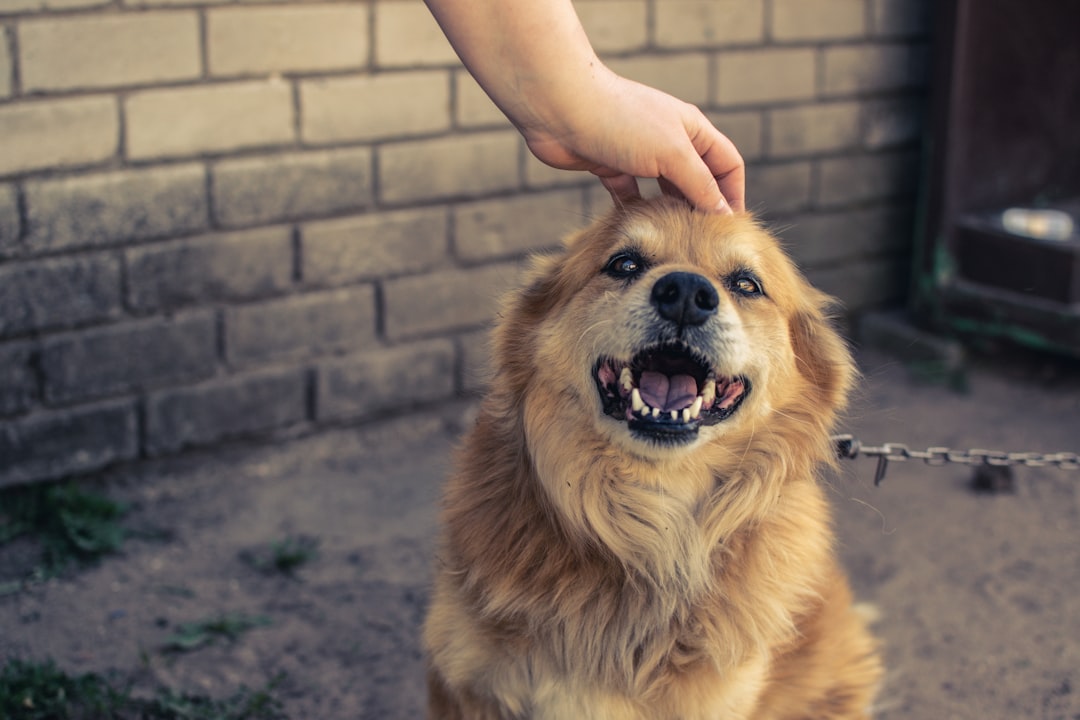 They Greet You With Pure, Uncontainable Joy (Image Credits: Unsplash)