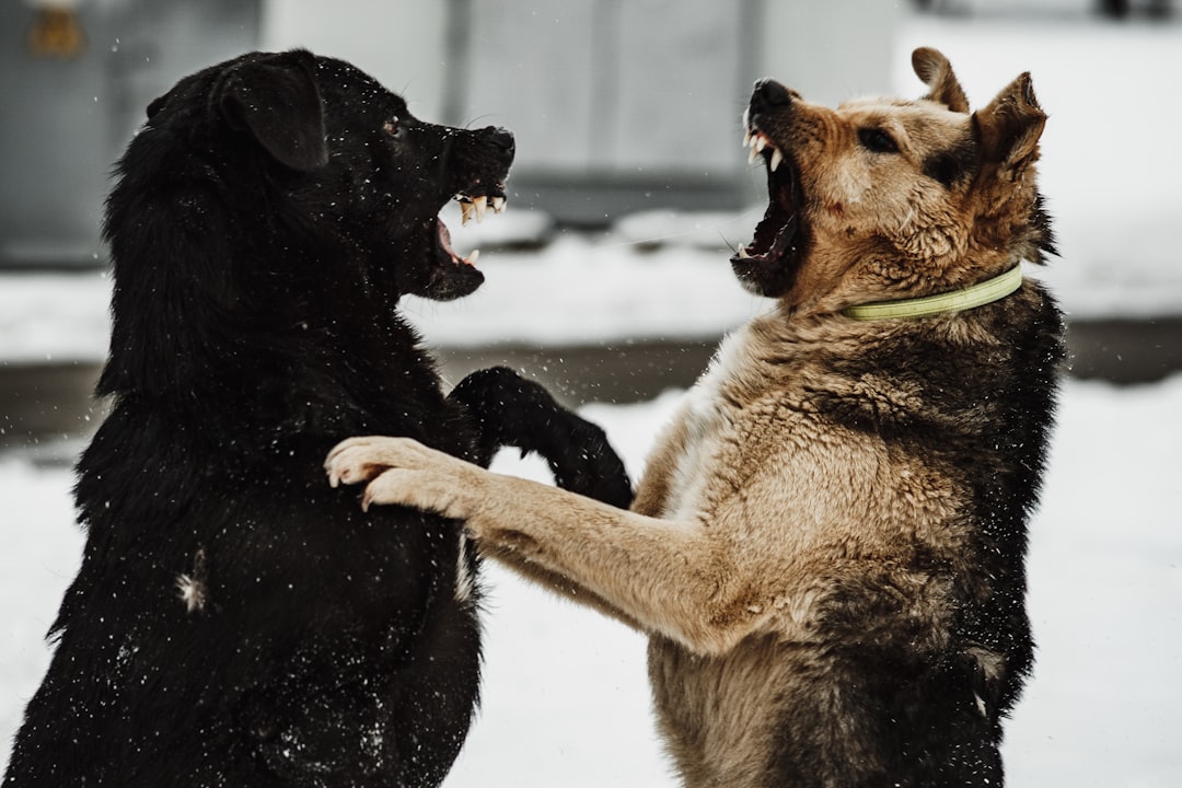 Fear-Based Aggression Toward Other Dogs (Image Credits: Unsplash)