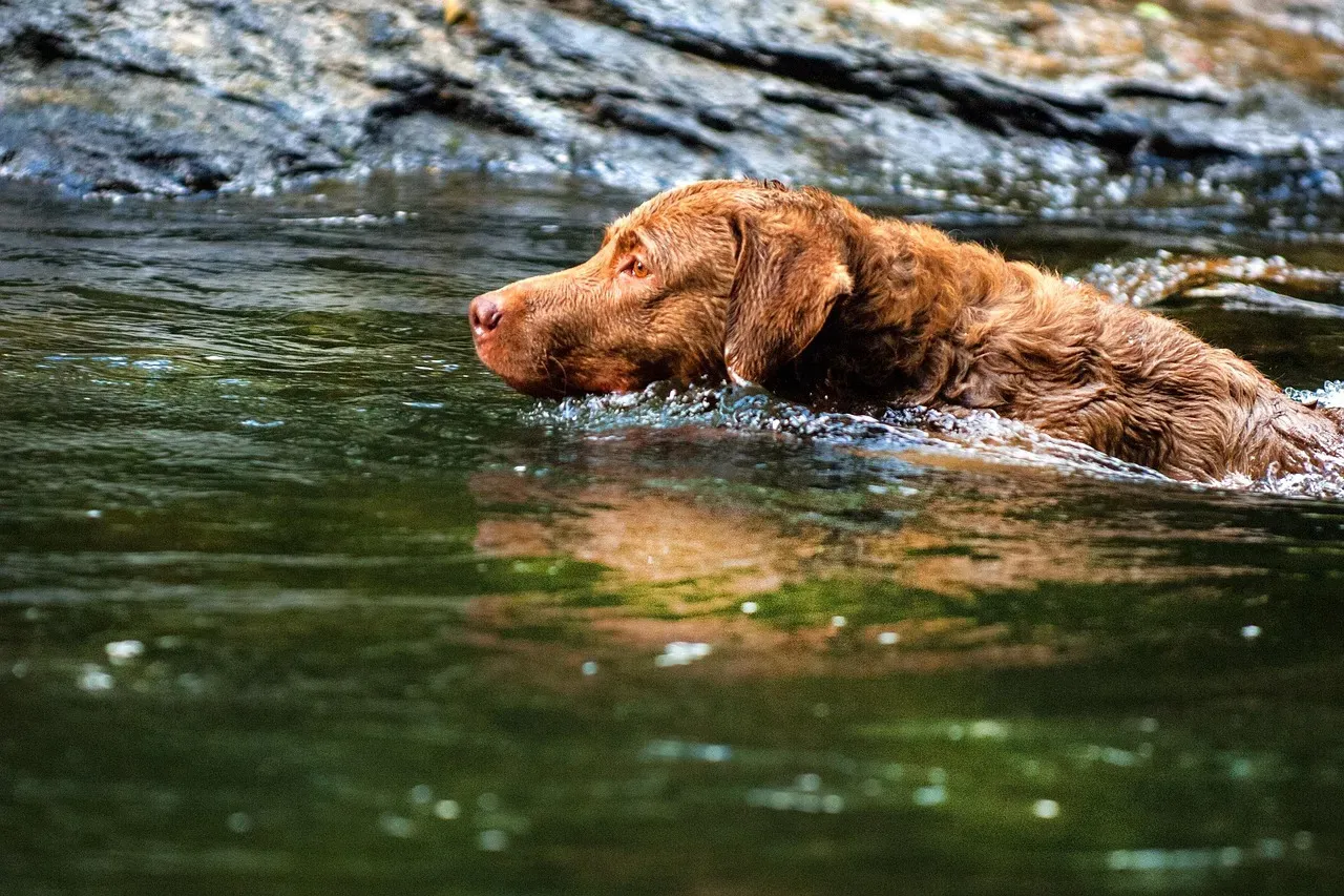 Chesapeake Bay Retriever: Built for Cold and Tough Water (Image Credits: Pixabay)