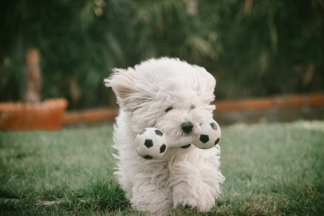 Leo Dogs: The Natural Performers (Image Credits: Unsplash)