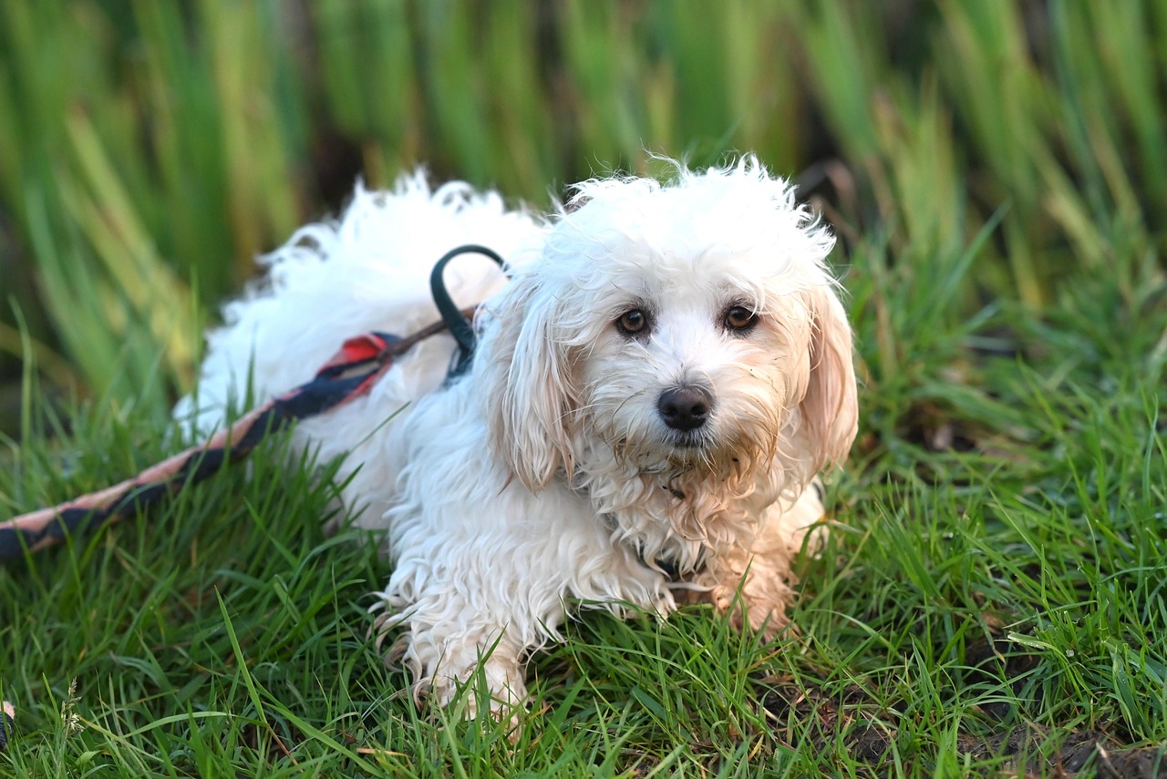 Havanese: The Cuban Charmer (Image Credits: Pixabay)
