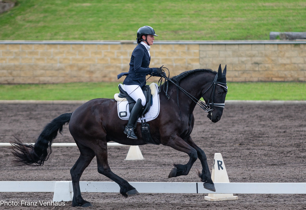 They Excel at Dressage But Have Athletic Limits (Image Credits: Flickr)