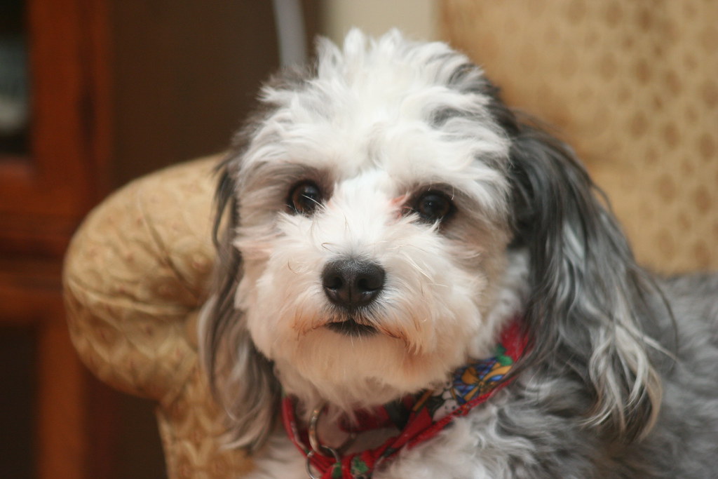 Aquarius (January 20 - February 18): Skip Overly Needy Lap Dogs (Image Credits: Flickr)