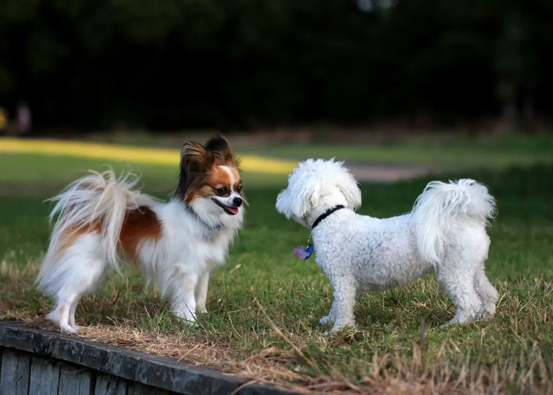 4. Dog Park Visits: Socialization and Pure, Joyful Chaos (Image Credits: Unsplash)