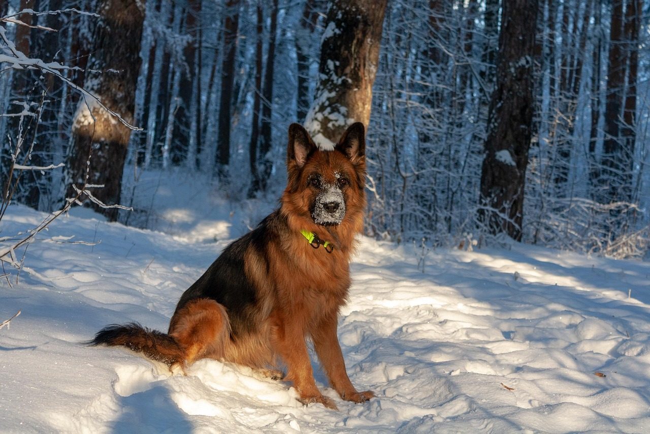 German Shepherd: The Versatile Winter Worker (Image Credits: Pixabay)