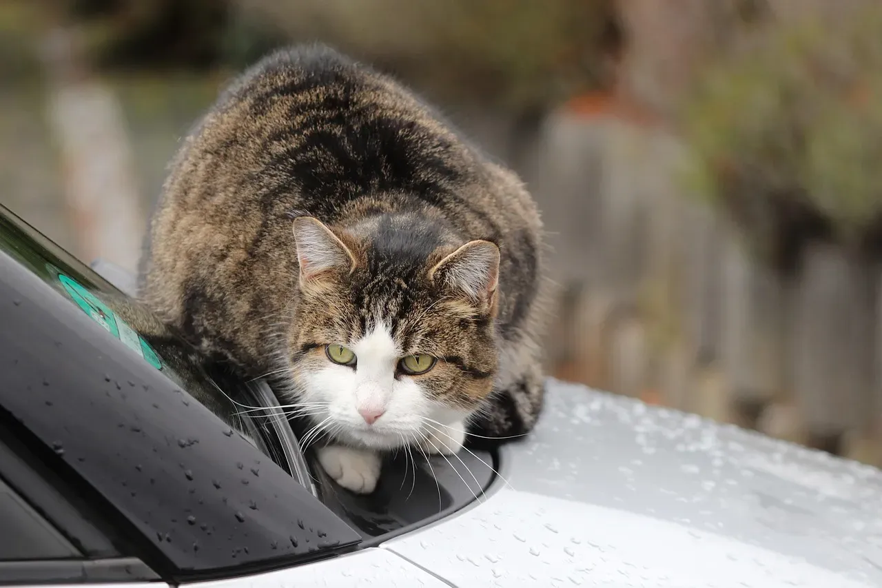 Older Cars and Warm Engines Attract Outdoor Cats Near Your Dog (Image Credits: Pixabay)