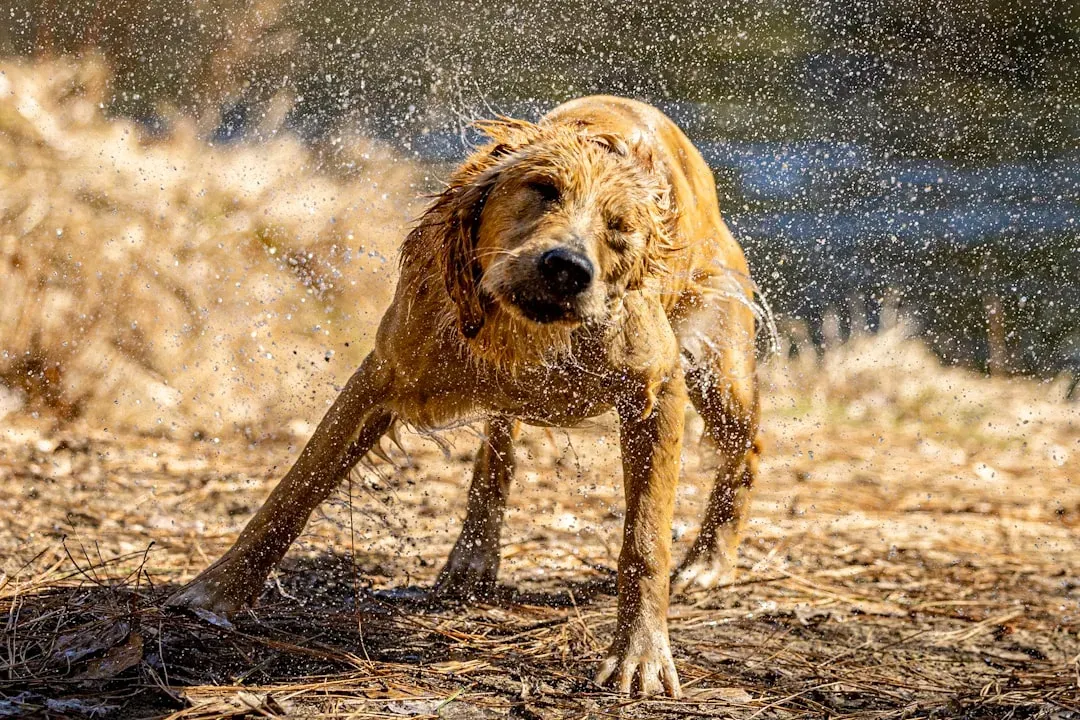 10. The Shake-Off and Stretch: Resetting and Reaching Out (Image Credits: Unsplash)
