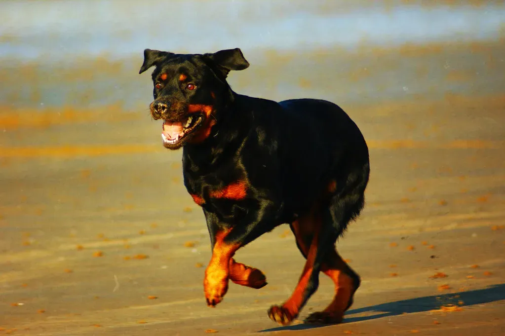 Finding Your Perfect Rottweiler Match (Image Credits: Flickr)