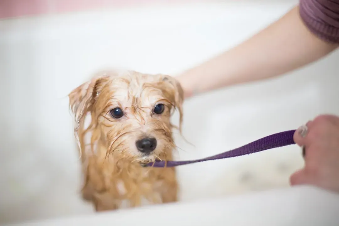 3. Wash Pet Bedding (And Your Soft Surfaces) On A Schedule (Image Credits: Unsplash)
