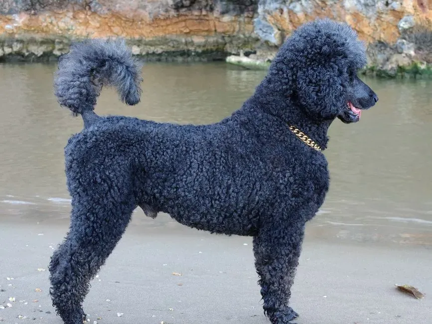 Standard Poodle: The Smart, Stylish Dog With Salon-Level Grooming (Image Credits: Pexels)