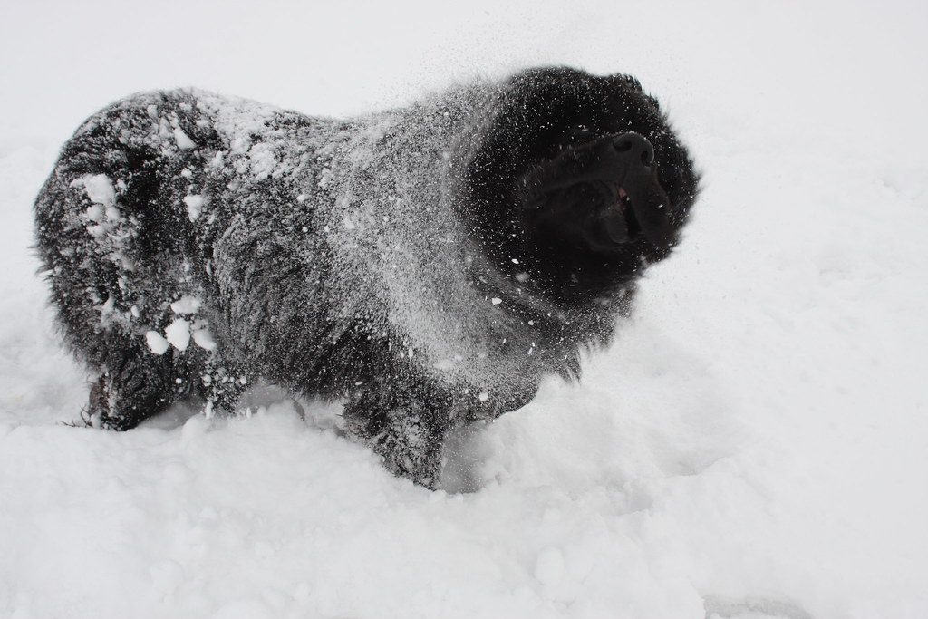 9. Newfoundland (Image Credits: Flickr)