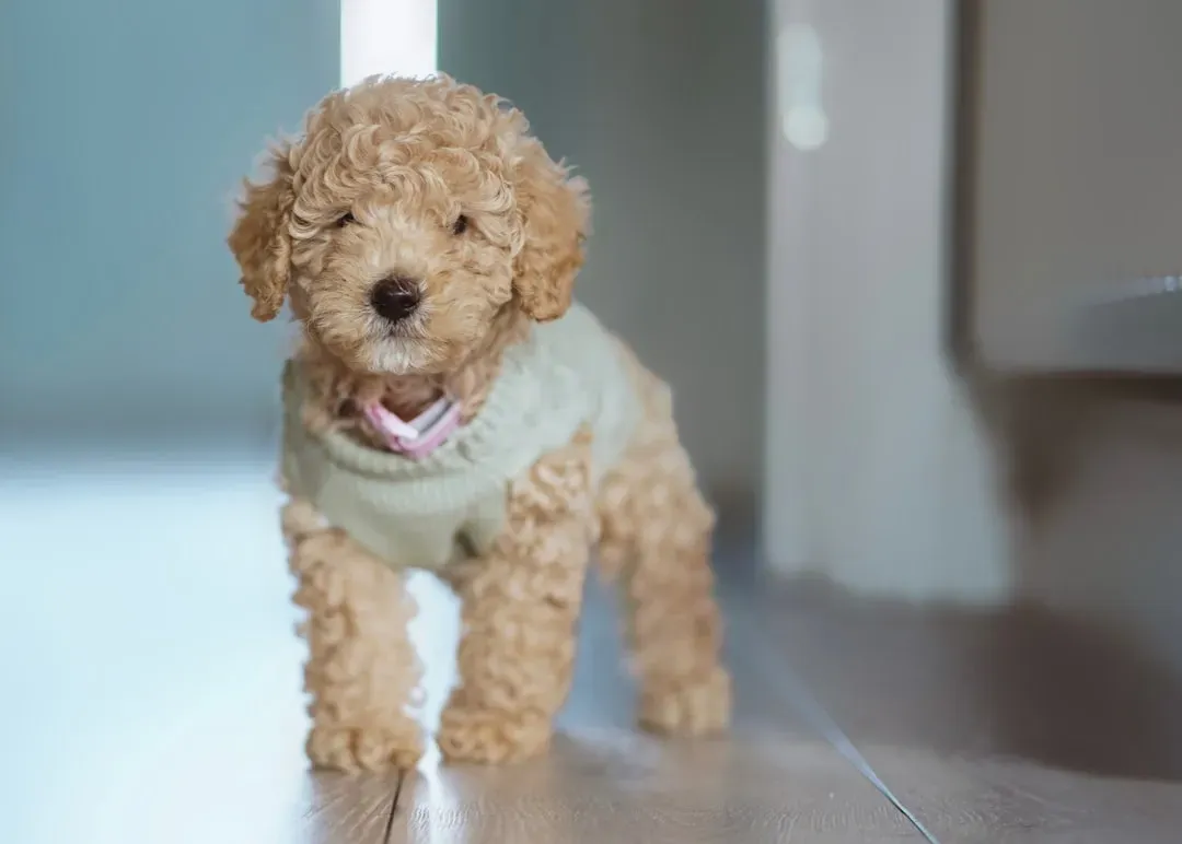 7. Miniature Poodle: Brains, Beauty, and Brilliant Manners (Image Credits: Unsplash)