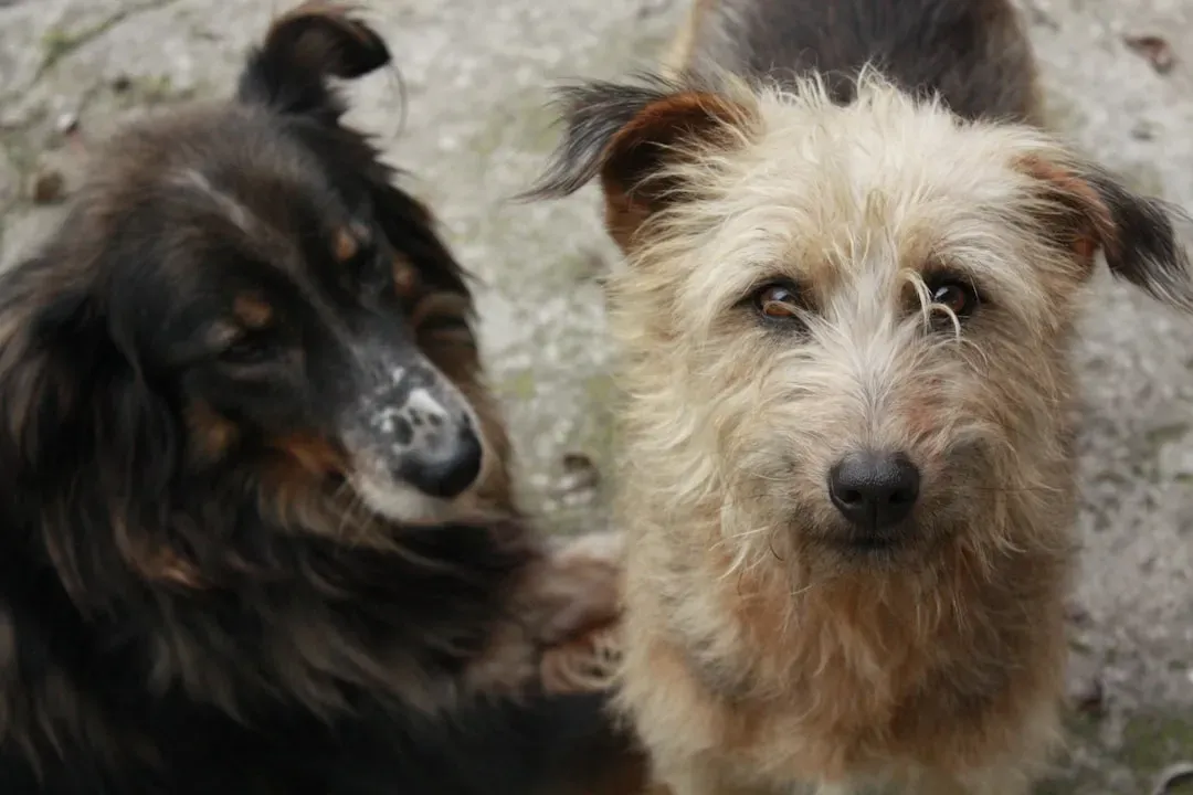 Two Dogs From the Same Litter Can Be Night and Day (Image Credits: Unsplash)