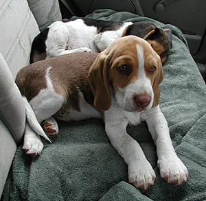 Beagle (Image Credits: Flickr)