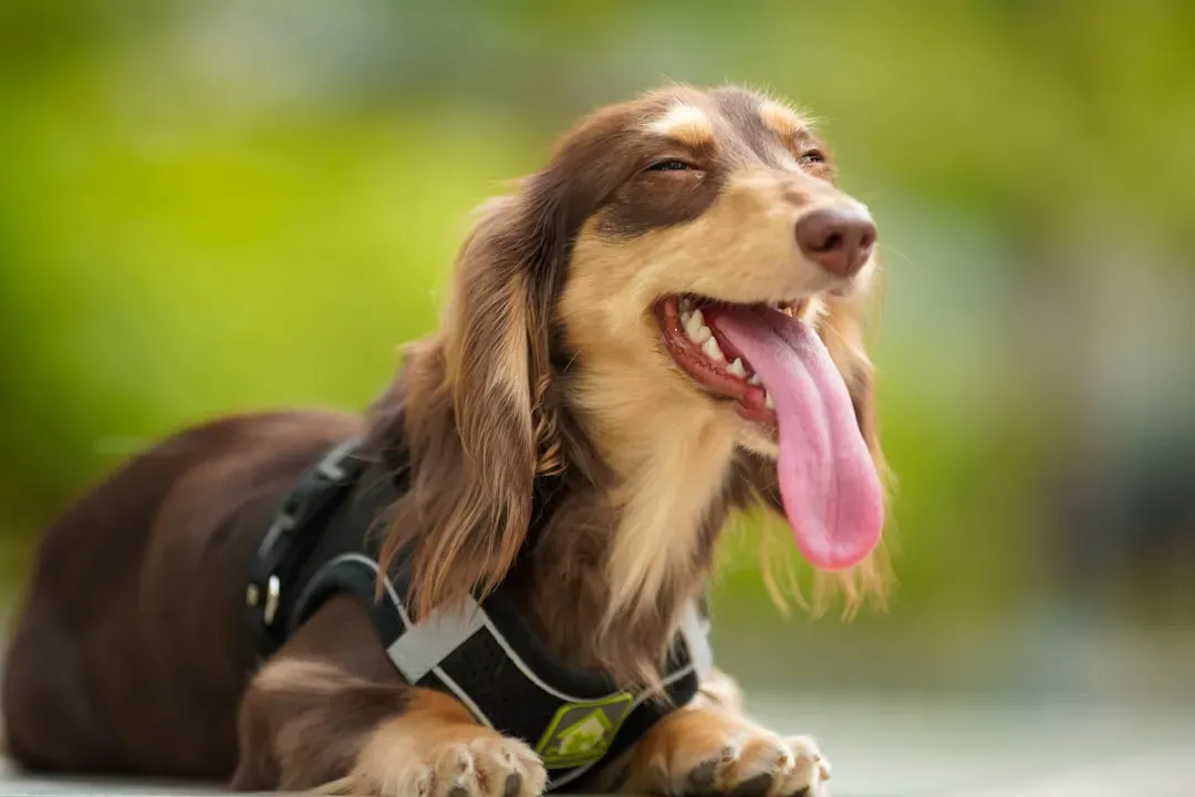 #4 - Labored or Unusual Breathing While at Rest (Image Credits: Unsplash)