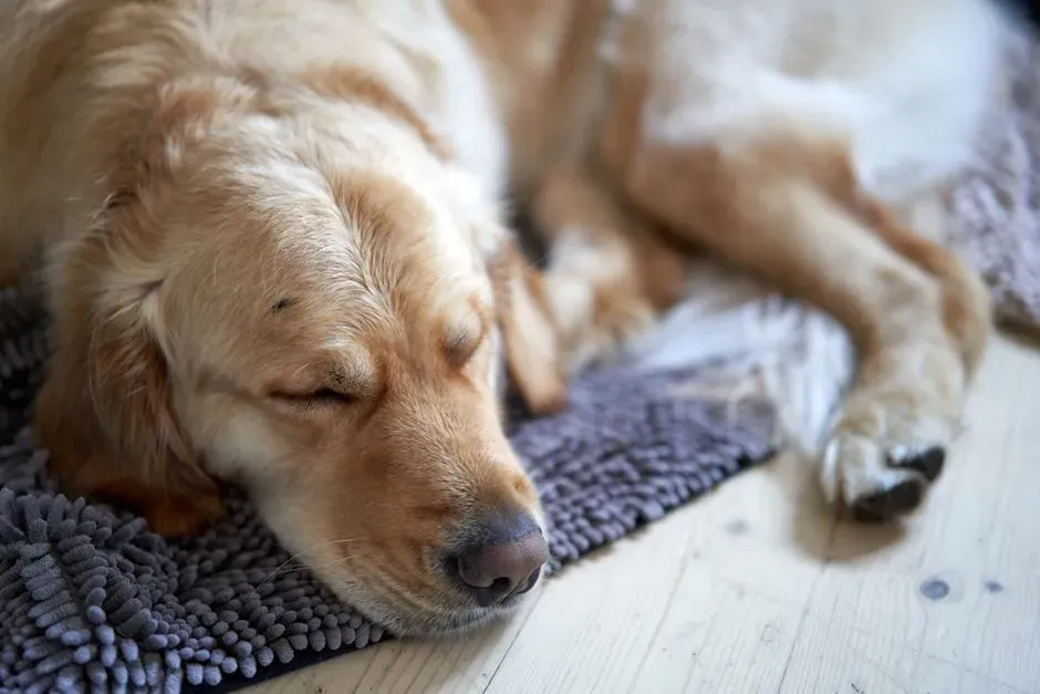 3. Your Voice As Their Emotional Weather Report (Image Credits: Pexels)