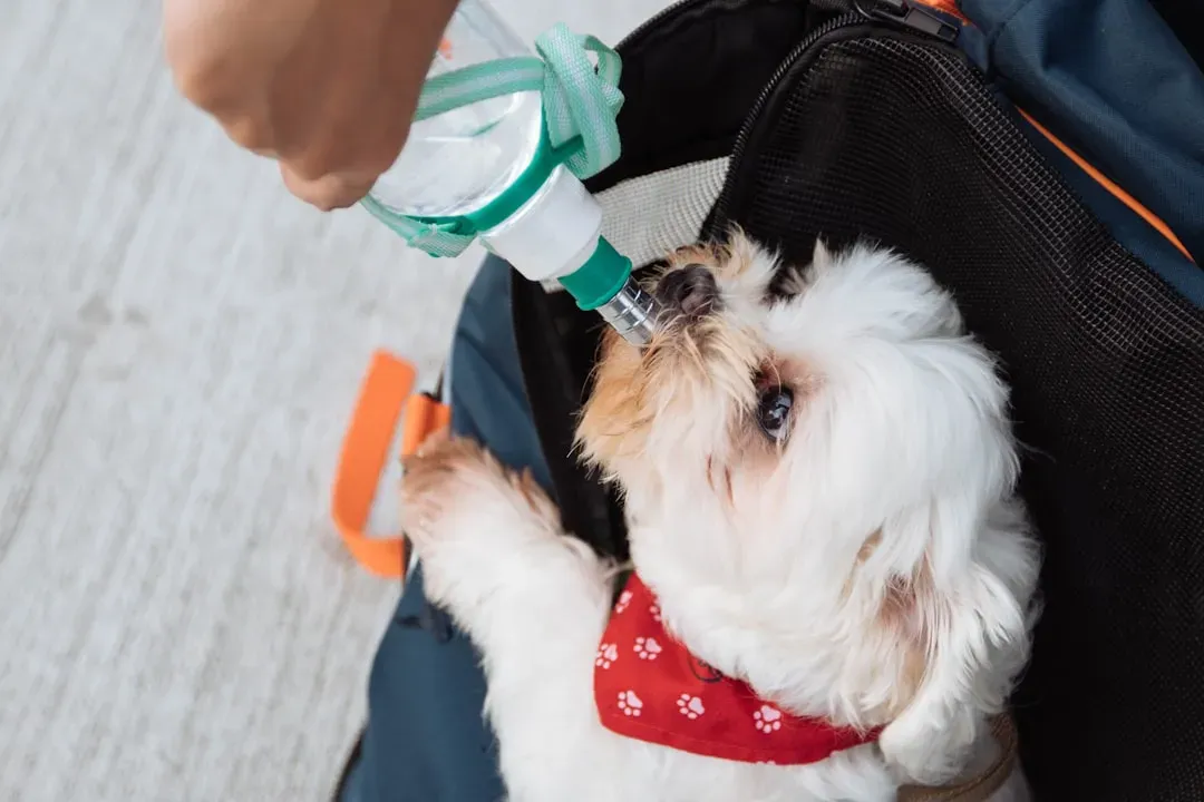Keep Your Dog Properly Hydrated (Image Credits: Unsplash)