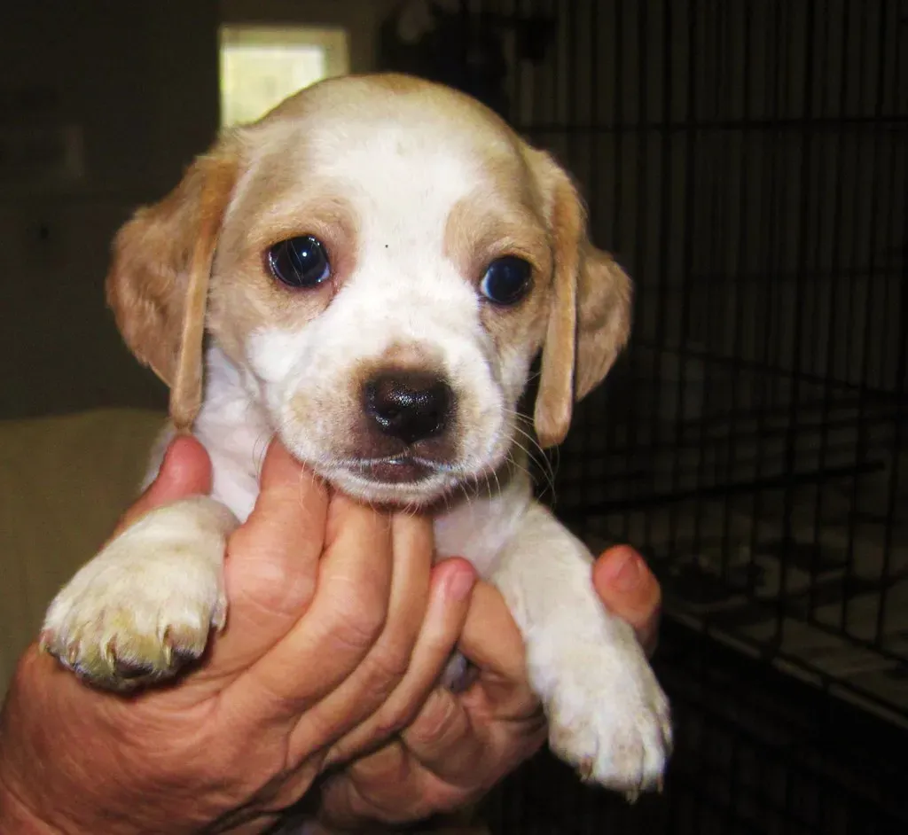 Rescue Dogs Are All Mutts and You Can't Find Specific Breeds (Image Credits: Flickr)