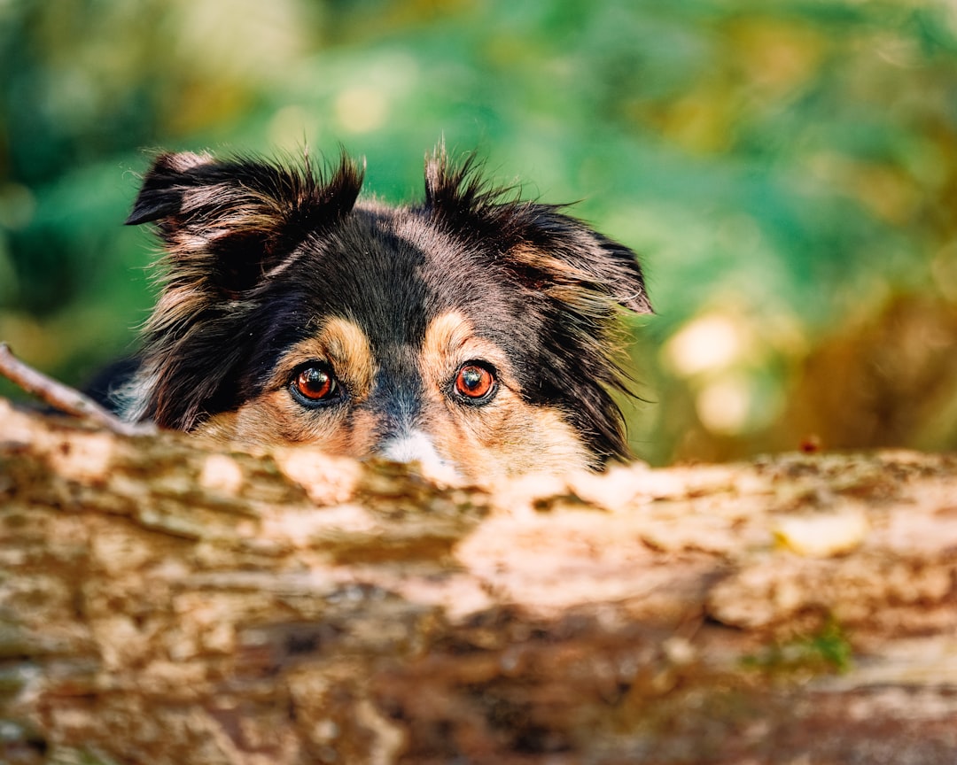 The Root Causes Behind a Dog's Broken Trust (Image Credits: Unsplash)