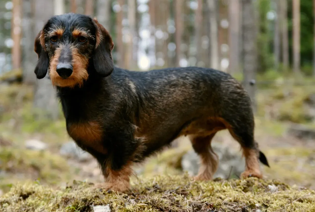 Dachshund - The Badger Hunter Who Still Lives for the Chase (Image Credits: Pixabay)