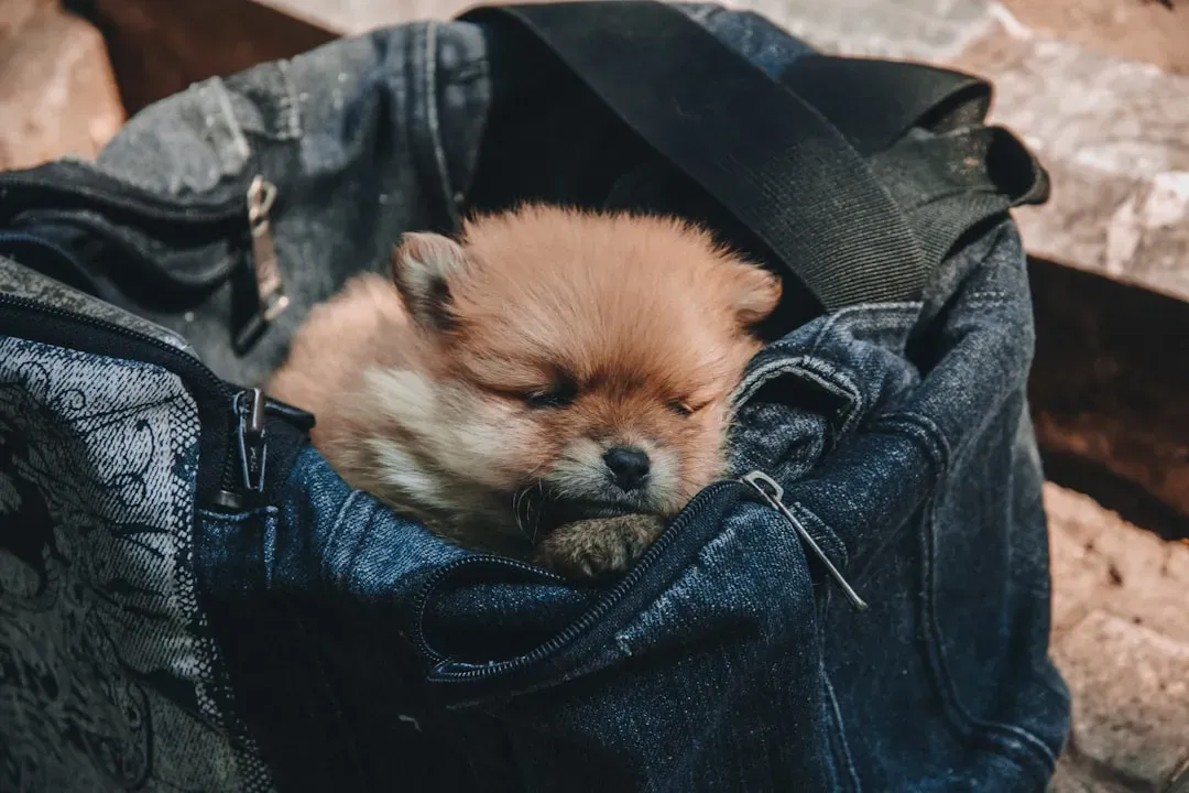 5. They Steal Your Clothes or Sleep on Your Things (Image Credits: Unsplash)