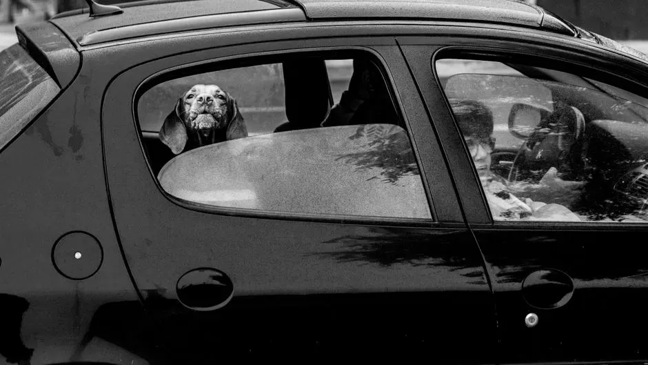 #1 - The Exact Smell of the Car's Interior (Image Credits: Pexels)