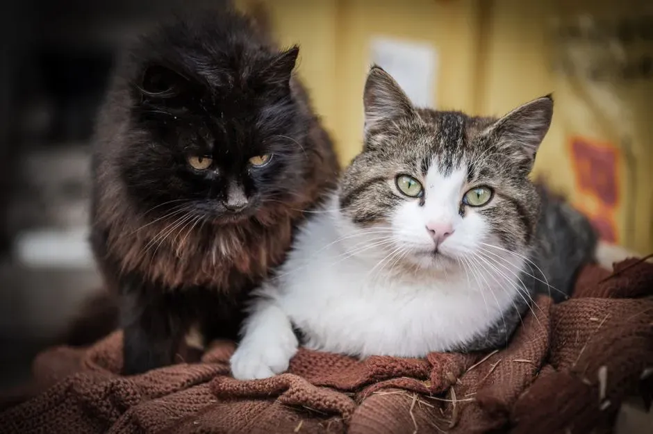 Their Purrs Become Softer But More Meaningful (Image Credits: Pexels)