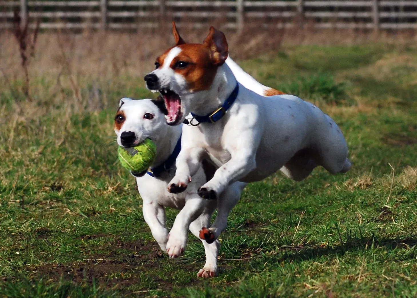 Jack Russell Terrier: Tiny Tornado with a Ladder Complex (Image Credits: Wikimedia)