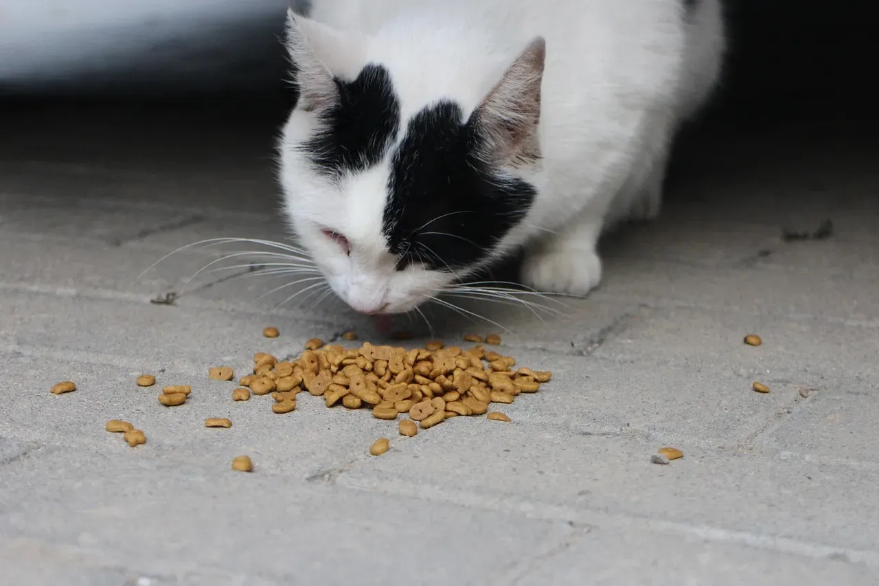#3 Feeding Only Dry Food to Cats Because “It Cleans Their Teeth” (Image Credits: Pixabay)