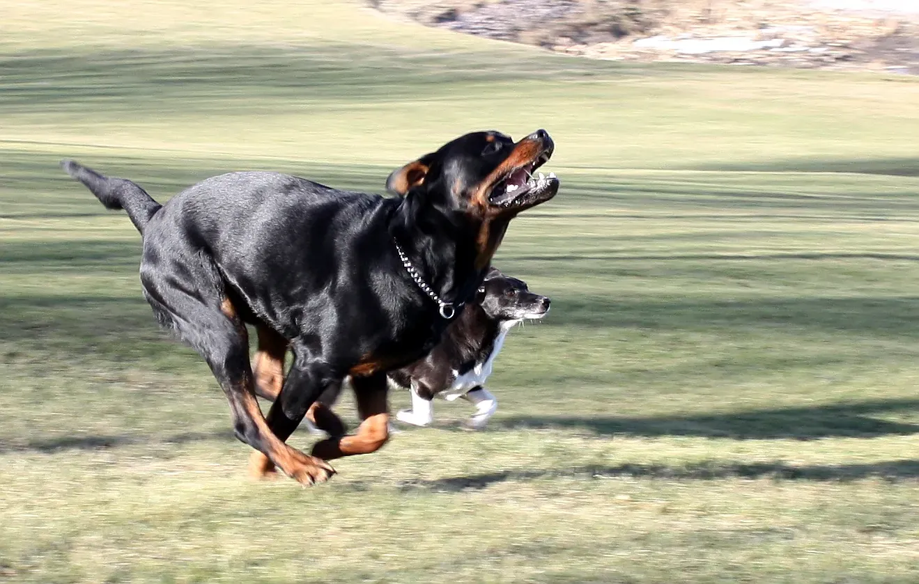 #8 Scorpio (October 23 – November 21): Rottweiler (By Mundi, CC BY-SA 3.0)