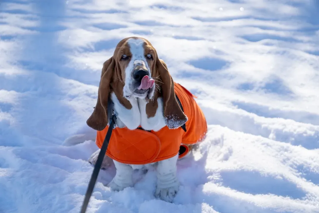 Layer Up With Weather-Appropriate Dog Clothing (Image Credits: Unsplash)