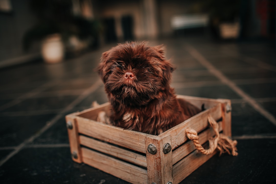 Using the Wrong Size Crate or Confinement Area (Image Credits: Unsplash)