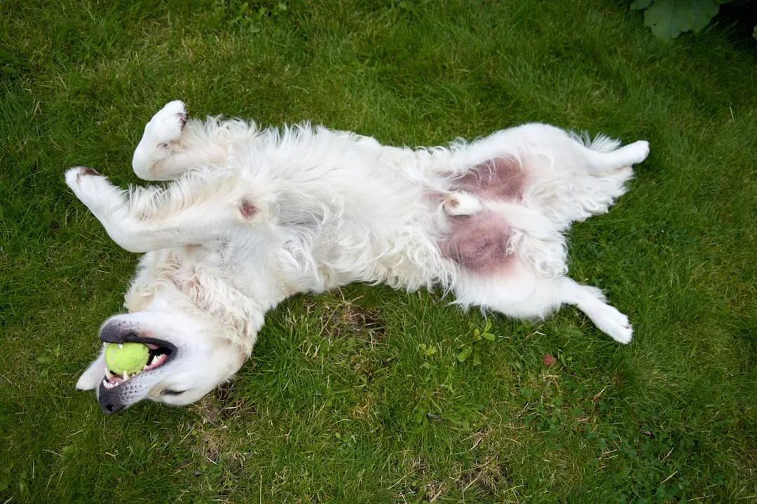 Why Not Every Dog Sees Belly Exposure as an Invitation (Image Credits: Unsplash)