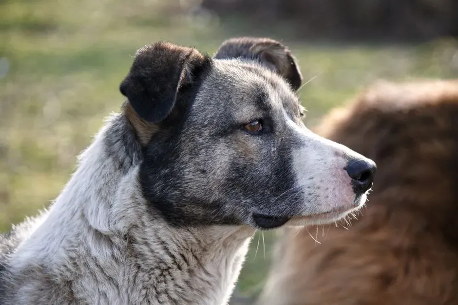 2. Graying Fur Around the Muzzle (Image Credits: Pexels)