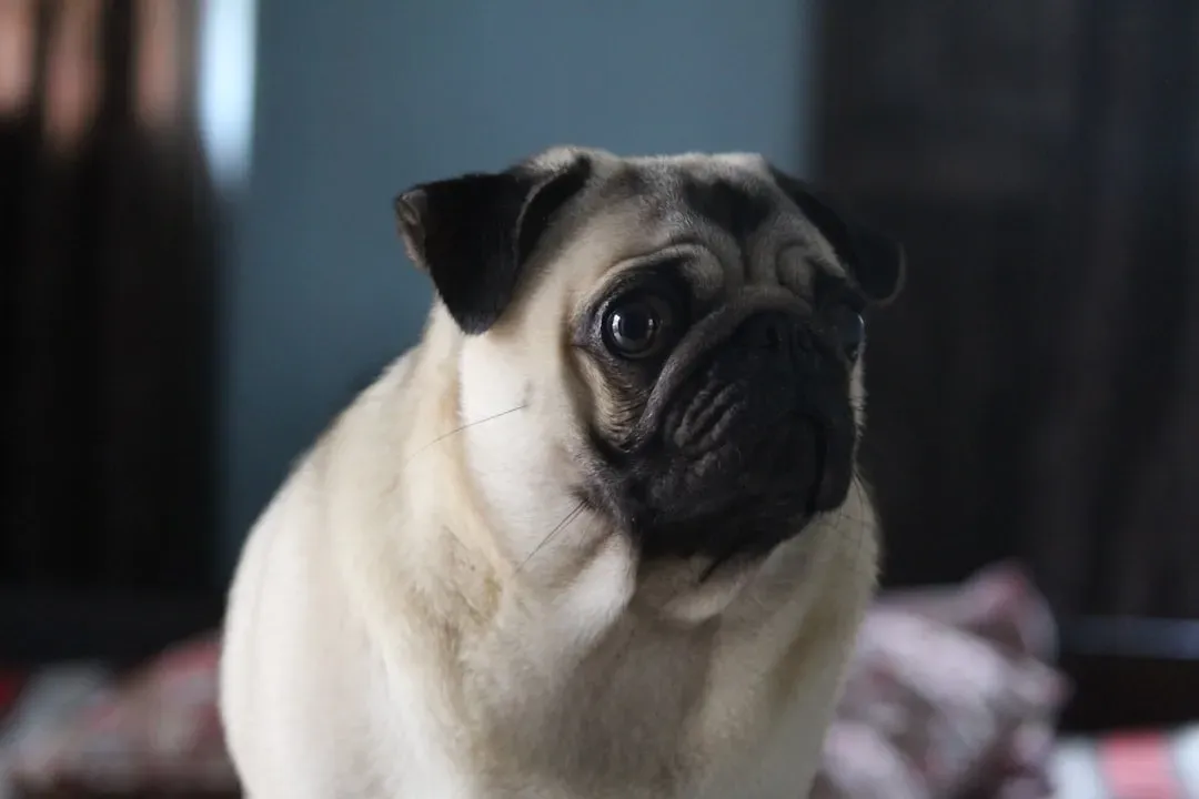 8. They Make Content Sounds: Sighs, Soft Grunts, and Little Groans (Image Credits: Unsplash)