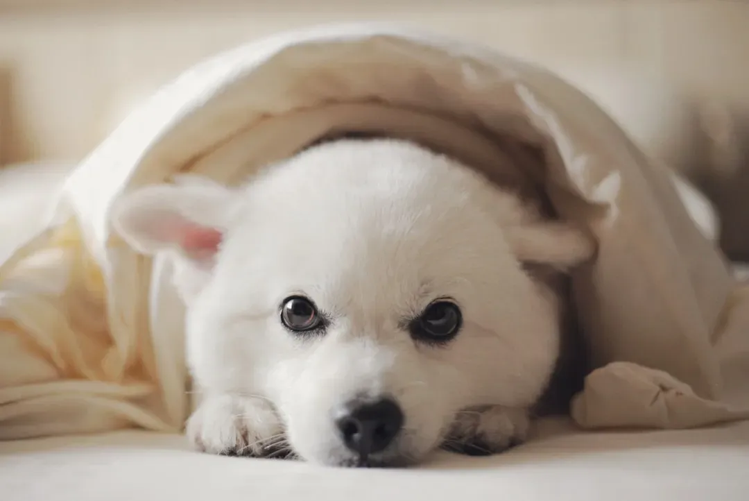 More Than Comfort: What Your Dog's Blanket Behavior Is Telling You (Image Credits: Unsplash)