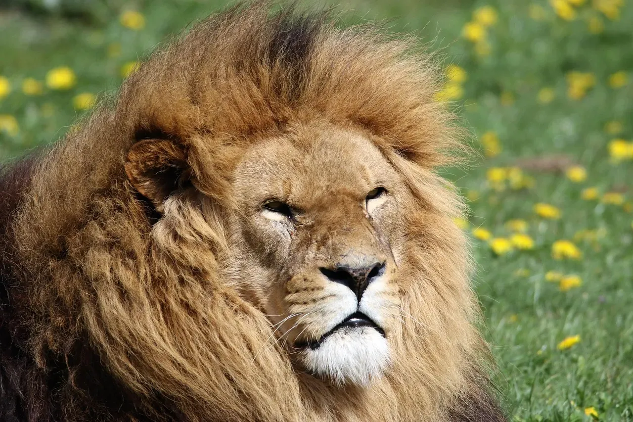 #8. Leo: The Hidden Wound of the Brightest Sign (Image Credits: Pixabay)