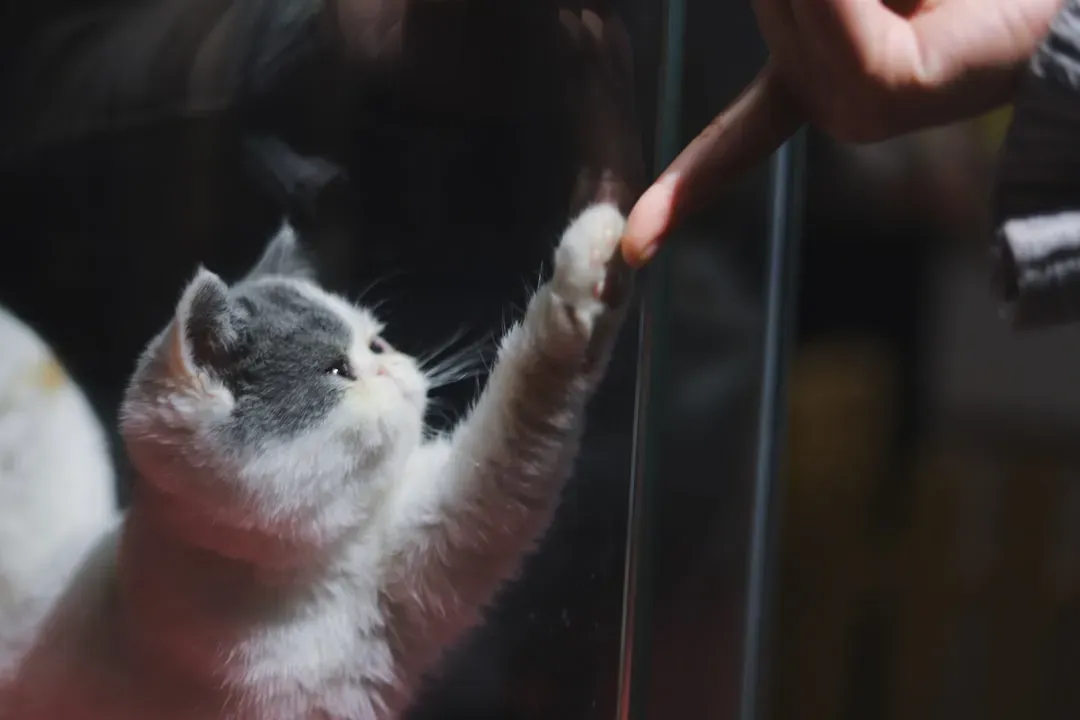 4. Swatting Your Hand When You Try to Pet Them (Image Credits: Unsplash)