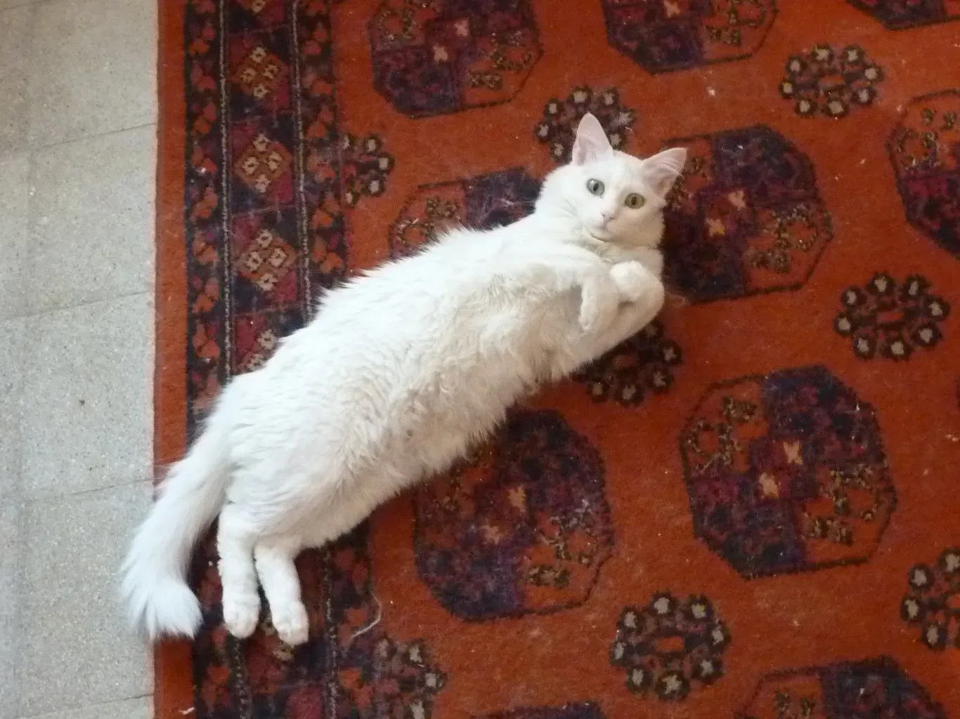 2. Your Mood And Emotional Energy (Cat on Rug, CC BY 2.0)